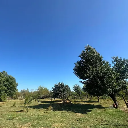 Ajasma 3* Shkodër