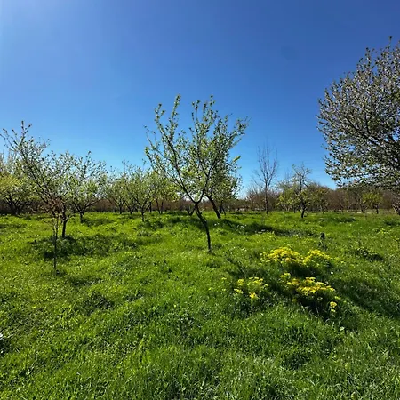 Ajasma 3* Shkodër